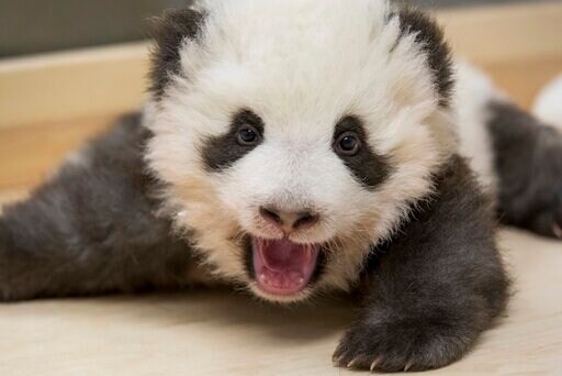 Twice as Cute: Berlin Zoo Releases New Photos of Panda Twins