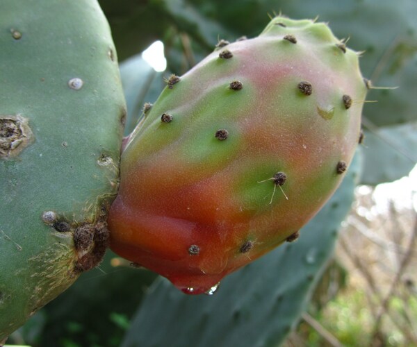 prickly pear fruit