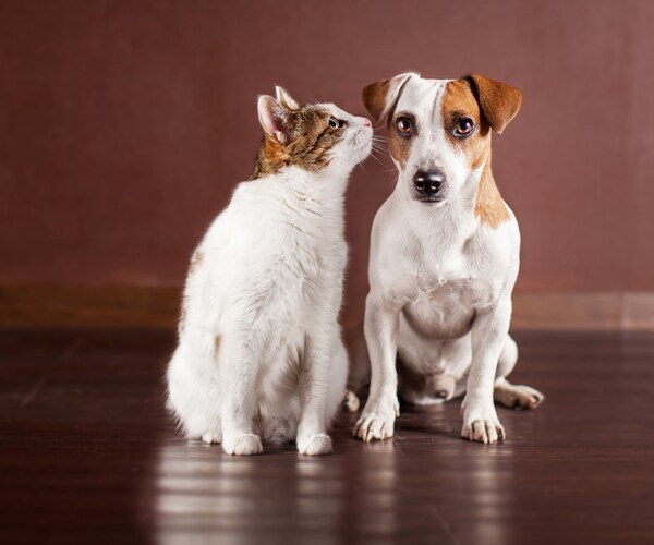 Cats and dogs have different dietary needs