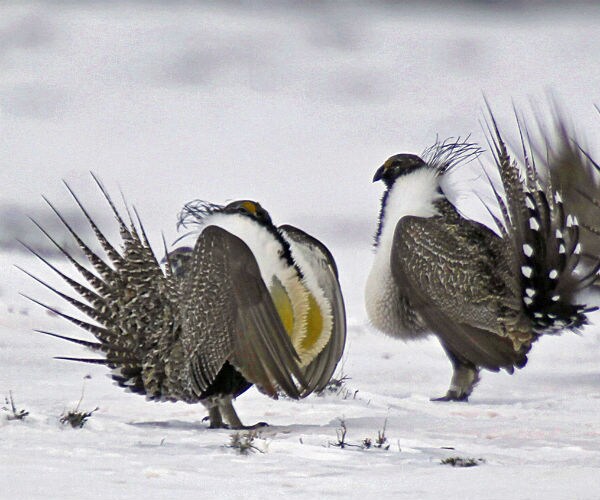 Governors Say Ban on Land Deals Could Hurt Beleaguered Bird