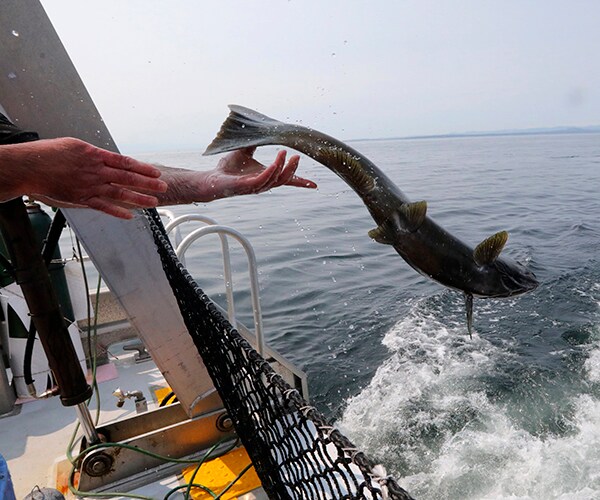Teams Trying to Save Ailing Orca Practice Feeding Live Fish