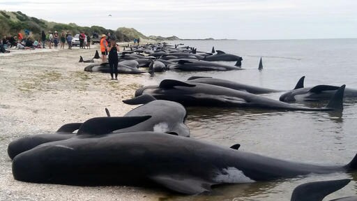 New Zealanders Refloat 100 Pilot Whales after 400 Stranded