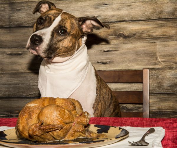 Thanksgiving Can Be Deadly for Pets