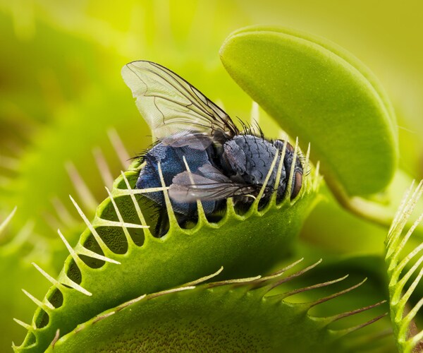Venus Flytraps Count Times Touched Before Snapping: Study
