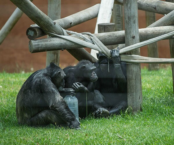 Scientists: Chimpanzees May Believe in God