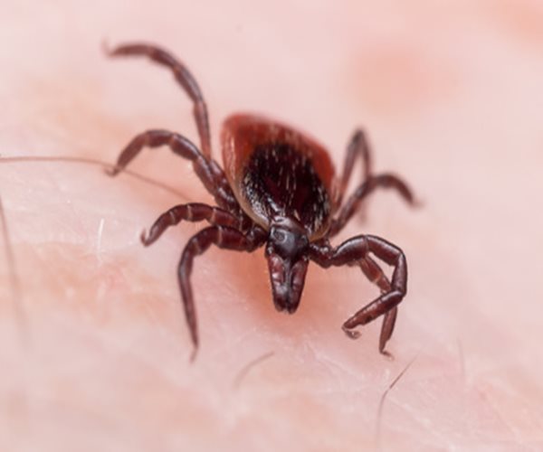 Antibiotic Cream Could Prevent Lyme Disease