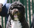 Obama Dog Bo Dies from Cancer