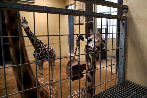 Animal Rights Activists Score Win at Barcelona Zoo