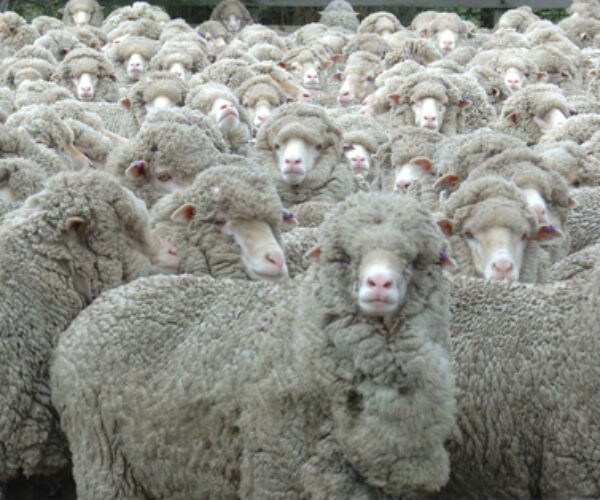 Credit Suisse: Beware of 25 Stocks Everyone Already Owns