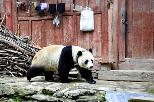 Panda Takes A Stroll into Southwestern Chinese Town 