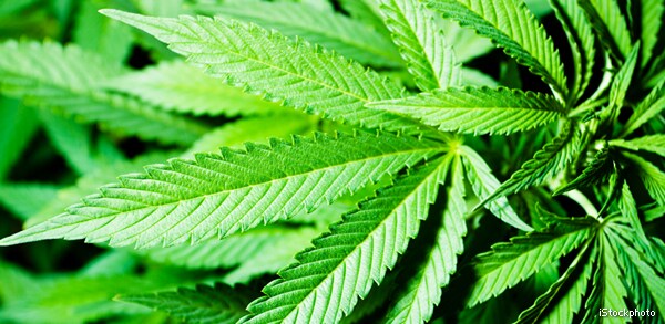 US Marijuana Brand – Like Starbucks – Eyed by Ex-Microsoft Exec