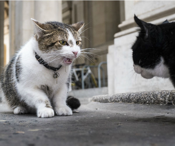 Cat-tastrophe Avoided at 10 Downing Street