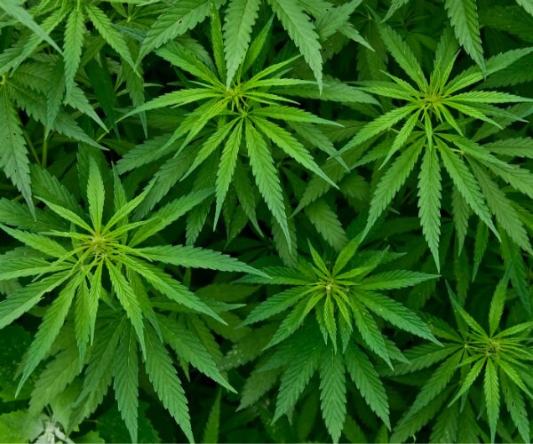 Marijuana Use Doubles in US in a Decade