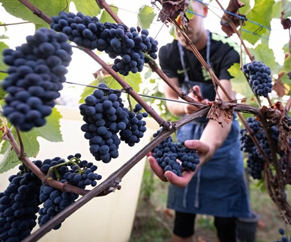 US Wine Sellers Left in Limbo Despite EU Tariff Deal