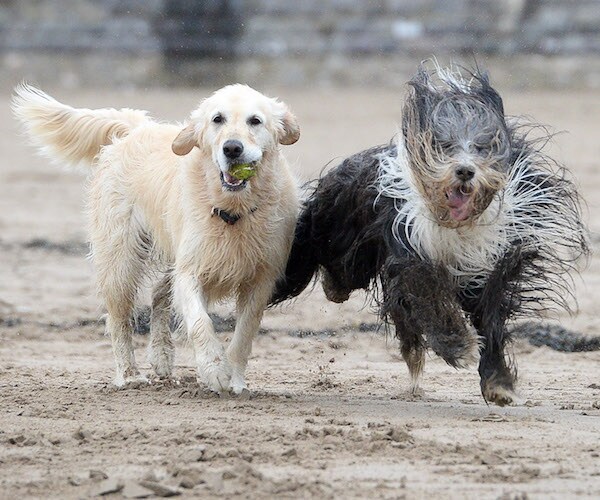 Europe's Latest Job Perk: Paid Sick Dog Leave