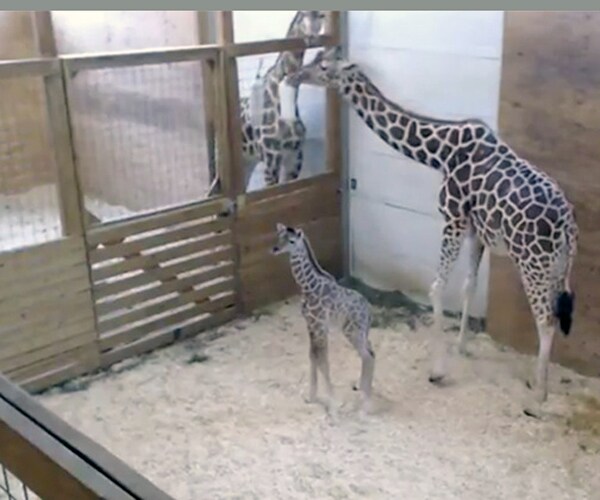 Name April Giraffe's Calf Born at New York Zoo