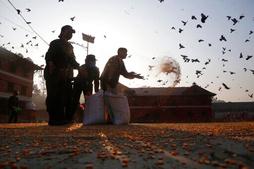 Volunteers Feed Hungry Animals at Nepal's Revered Shrine