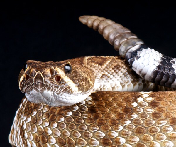 Rattlesnake Pills Transmitted Salmonella, Officials Say