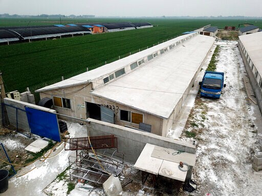 Chinese Official: Pig Fever Outbreak 'complicated and Grim'