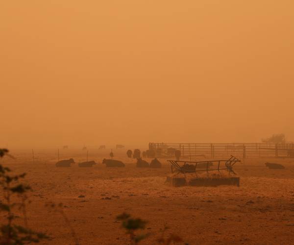 cattle lying on the ground with orange smoke filling the air