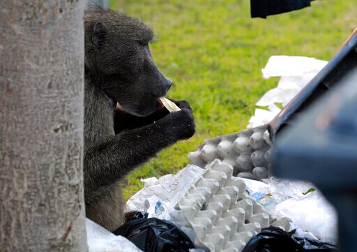 Troublesome South African Baboon Evicted for Raiding Homes