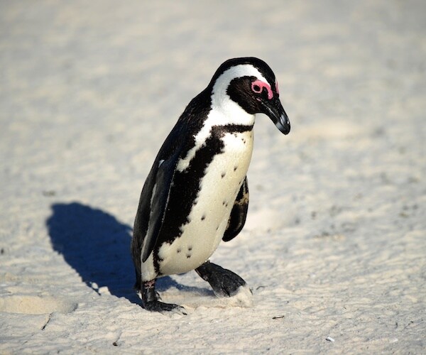 Stolen Penguin Can't Survive in the Wild, Activists Warned