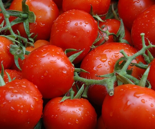 tomatoes on the vine