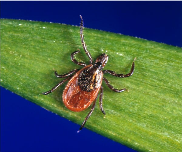 Lyme Disease Drug Nears Human Trials