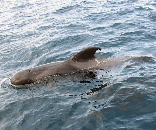 Whale Swallows 80 Plastic Bags, Dies in Thailand