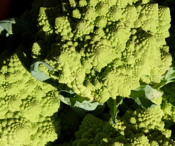 broccoli contains many complex compounds, including a cancer fighting phytochemical called sulforaphane