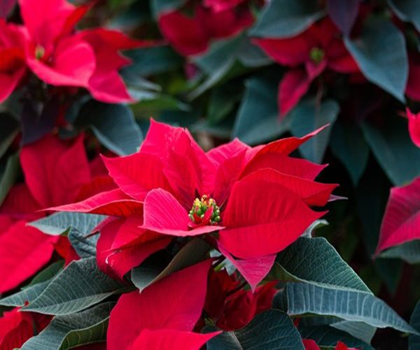 Holiday Plants Pose Risks for Children and Pets