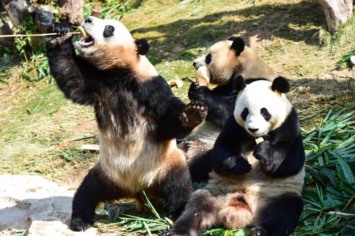 China to Build Massive $1.5 Billion Panda Conservation Area