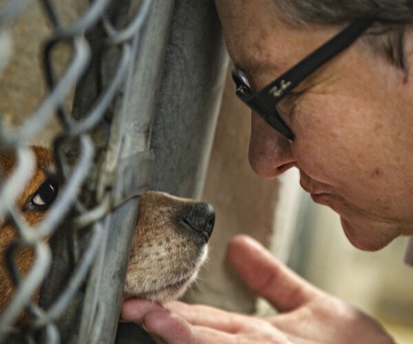 a person is seen comforting a dog through a fence