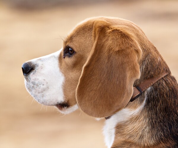 beagle dog