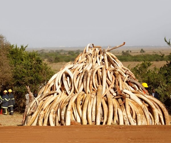 Suspected Ivory Smuggler Released on Bond by Kenyan Court