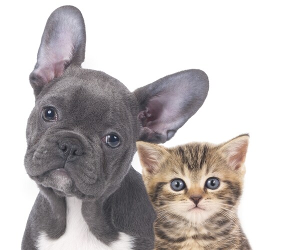 Love Your Pet-Care Stocks as  Fido, Tabby Replace Kids