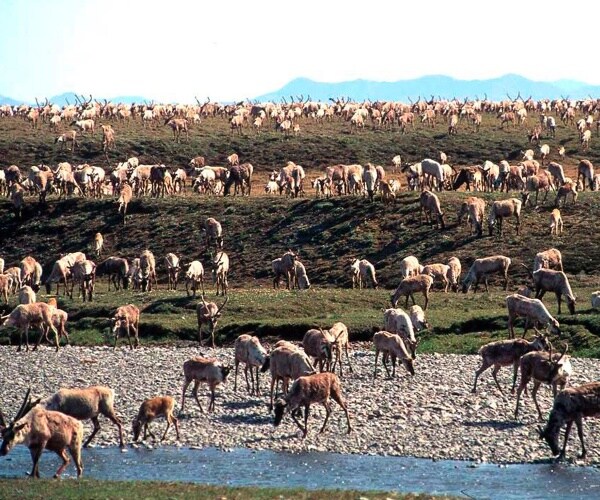 caribou arctic national wildlife refuge