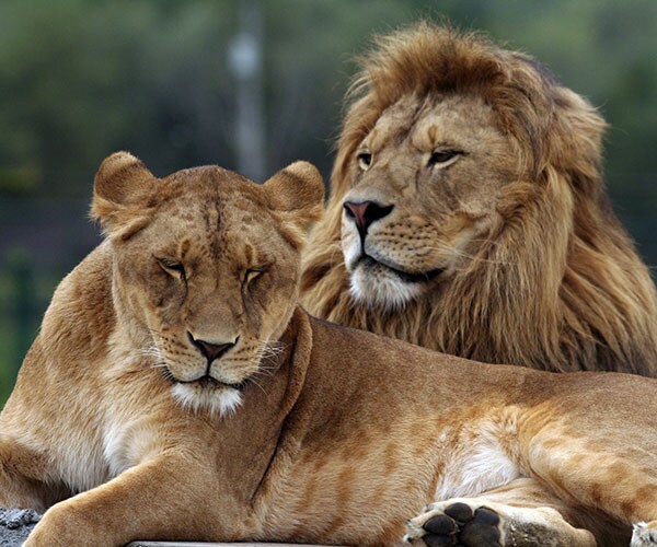 Lions Eat Poachers Hunting Rhinos on South African Game Reserve