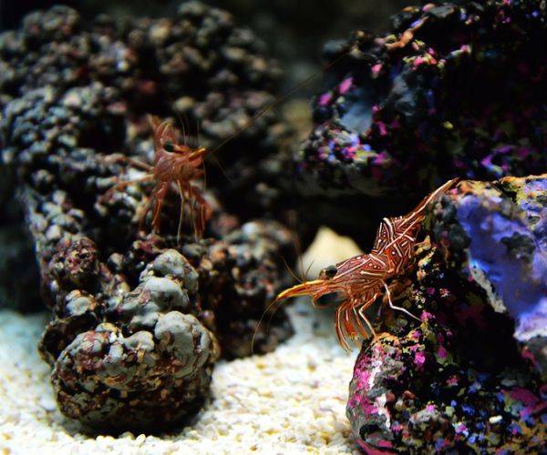 Tsunami Sea Creatures to US: Critters Hitchhiked on 2011 Japan Tidal Wave Debris