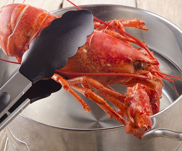 Switzerland Lobster Law Bans Boiling Them Alive