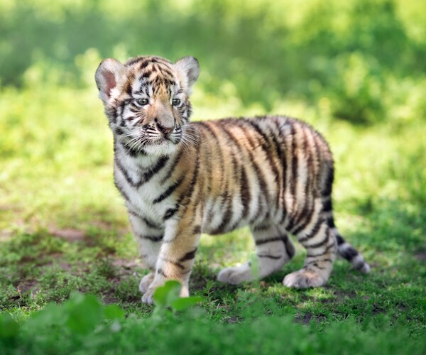 Abandoned Tiger Cub Found in Bag Along Texas Border