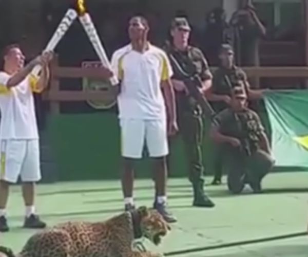 Olympic Jaguar Shot: Feline Escaped After Amazon Torch Passing