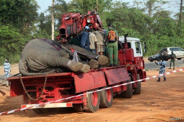 Elephant Conflict With Villagers Prompts Ivory Coast Action