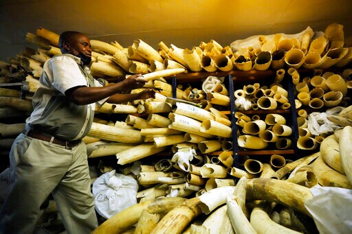 Zimbabwe Urges Sale of Stockpile of Seized Elephant Ivory