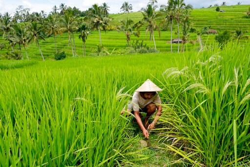 Bali's Water Crisis Threatens Local Culture, UNESCO Sites