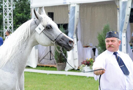 Mysterious Sale at Horse Auction Sparks Scandal in Poland