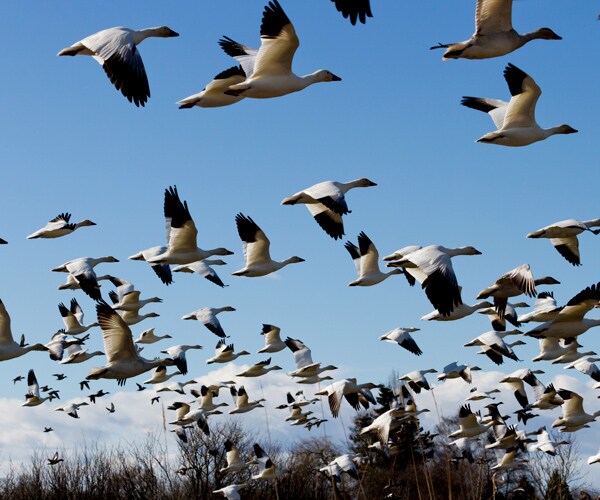 Montana Geese Deaths at Toxic Mine Pit an Annual Tragedy