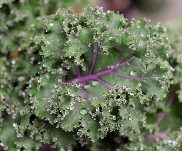 The Environmental Working Group Releases 2021 Shopper's Guide to Pesticides in Produce