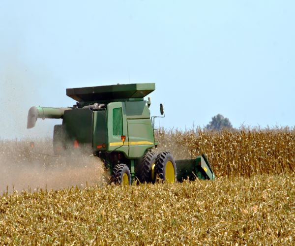 Burger Inflation Builds With Corn Surge Shrinking Cattle Lots