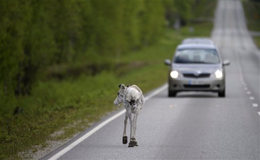 Reindeer Herders in Finland Launch App to Reduce Road Kills